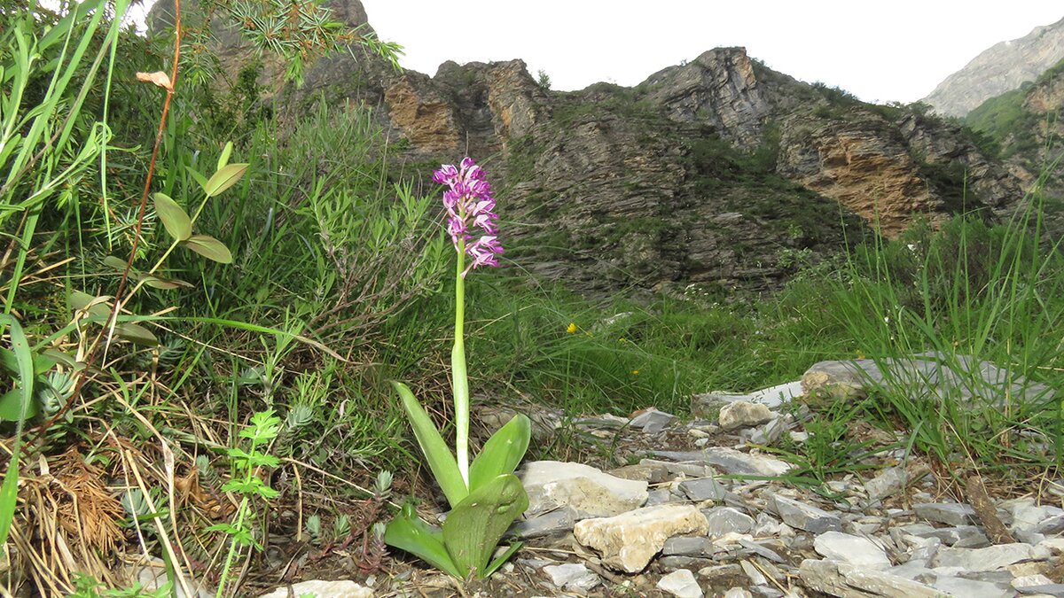Orchide militare (//Orchis militaris//) nei pressi delle Gorge della Reina | A. Rivelli.