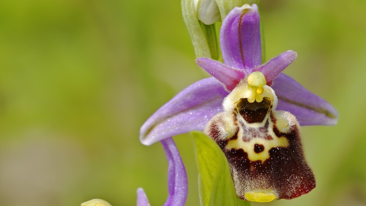 Orchidea del genere Ophrys | G.P. Passera