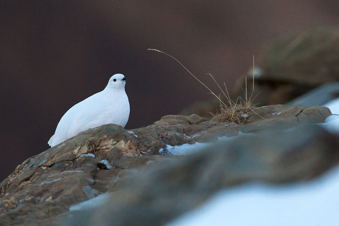 Ricerca Scientifica Sulla Pernice Bianca