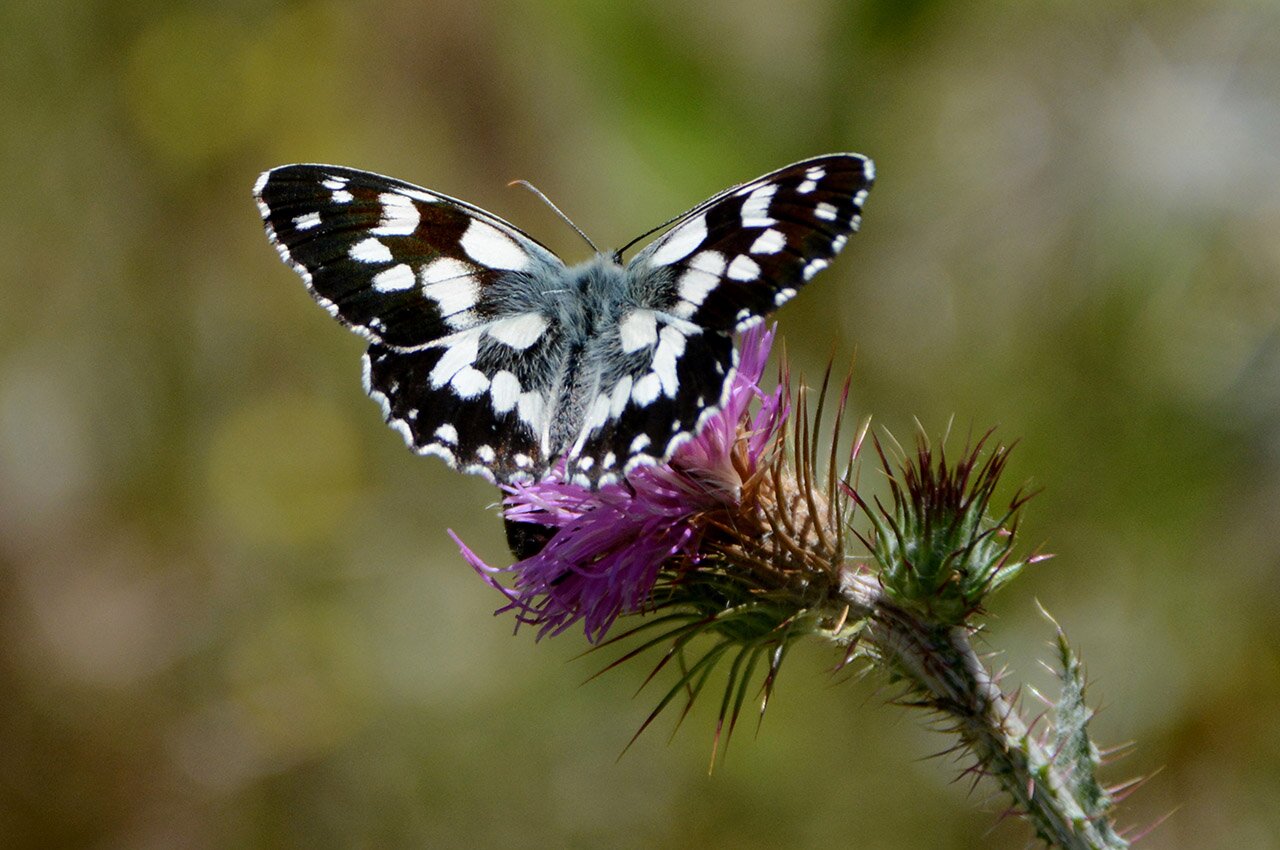 Esemplare di Melanargia galathea fotografato da Augusto Rivelli, archivio Aree Protette Alpi Marittime