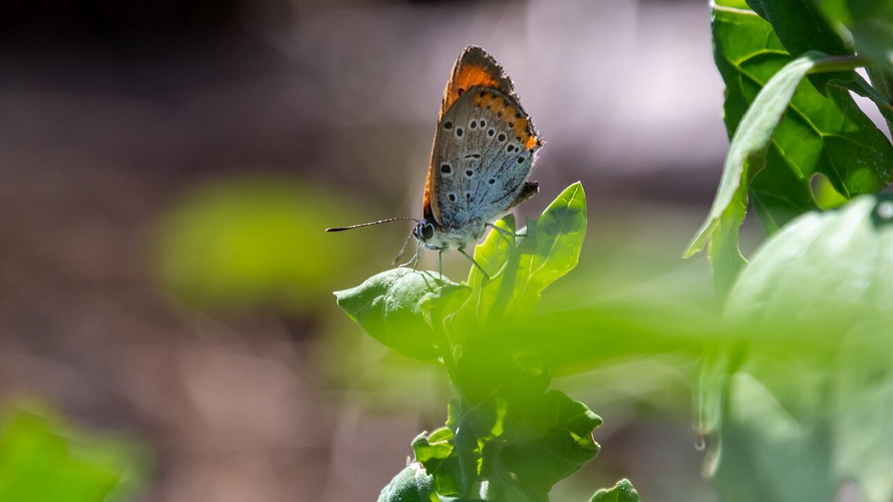 Lycaena dispar | S. Gautero