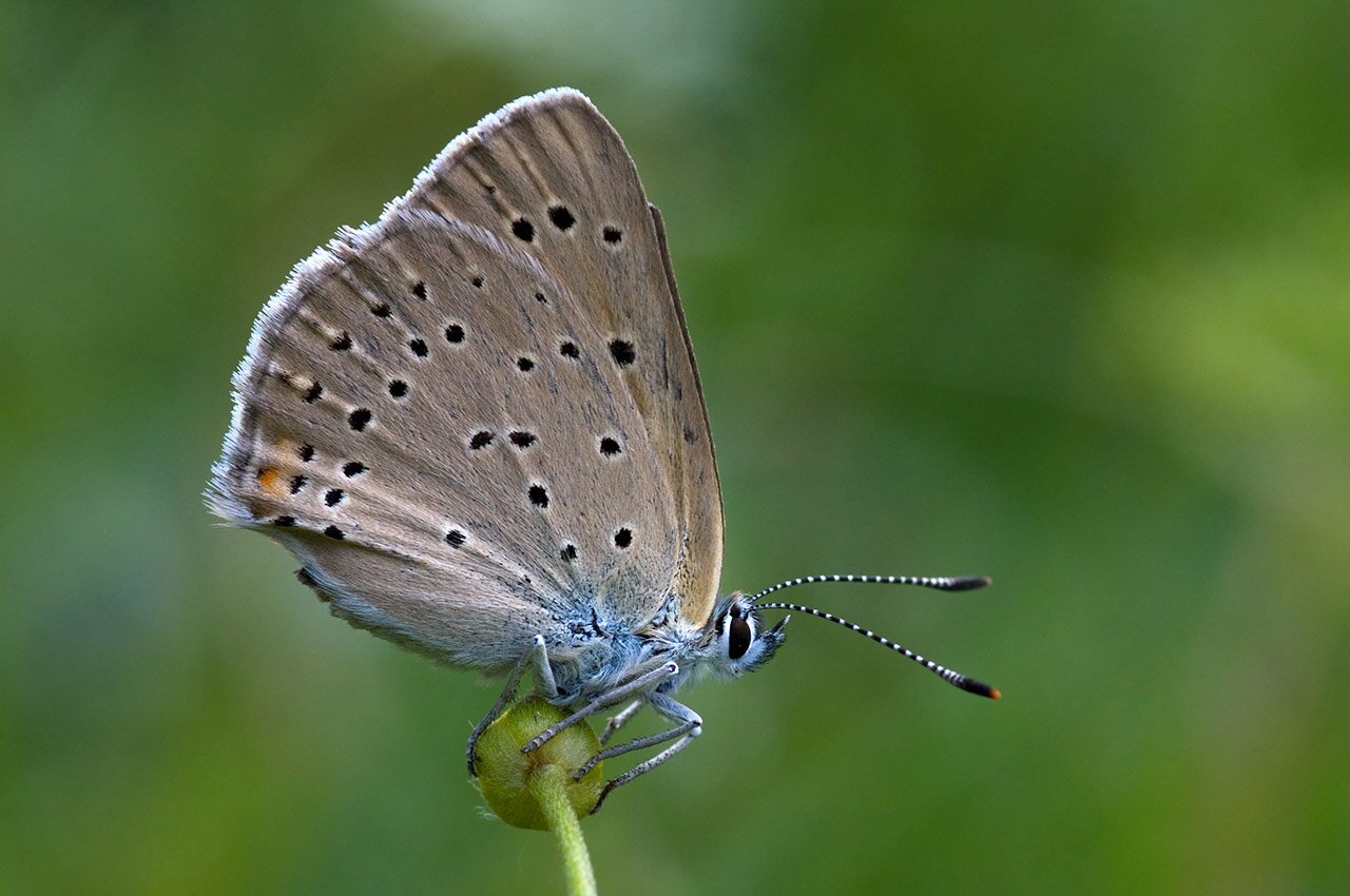 Esemplare di Lycaena eurydame fotografato da Paolo Bolla, archivio Aree Protette Alpi Marittime