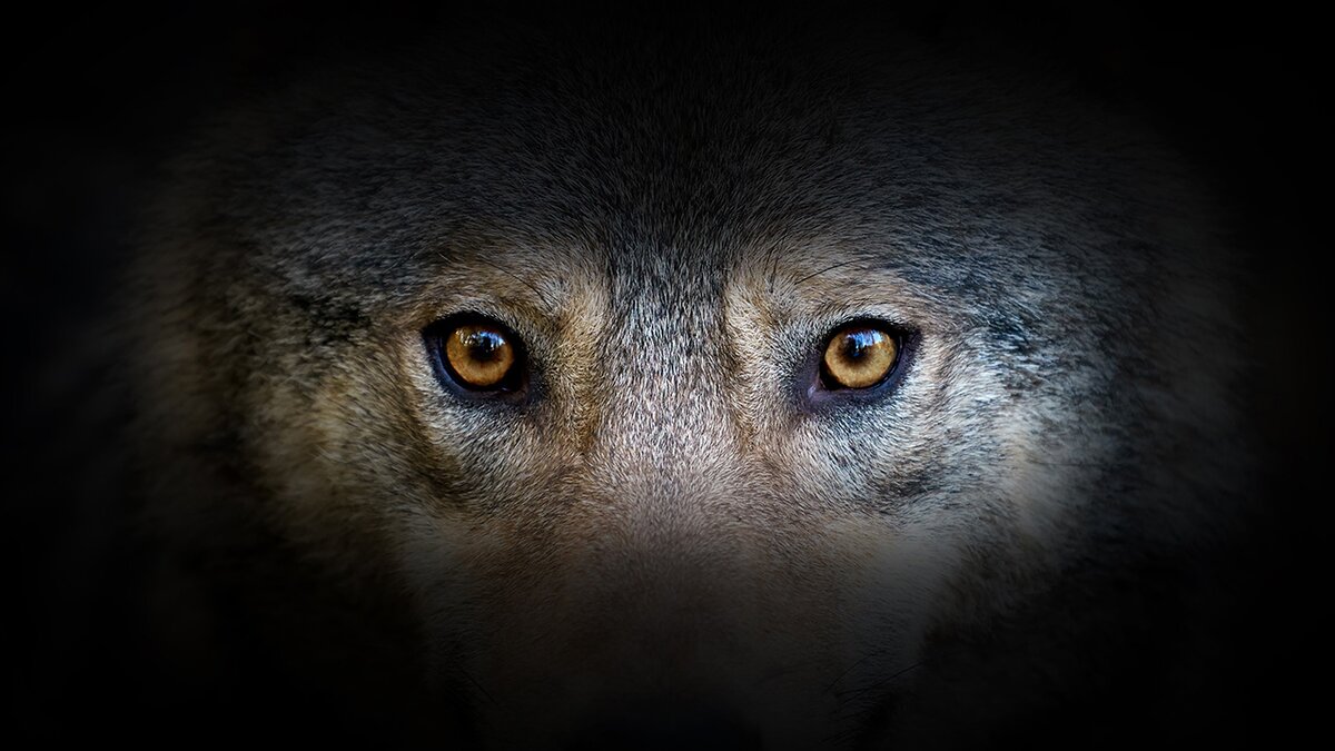 Gli occhi del lupo.