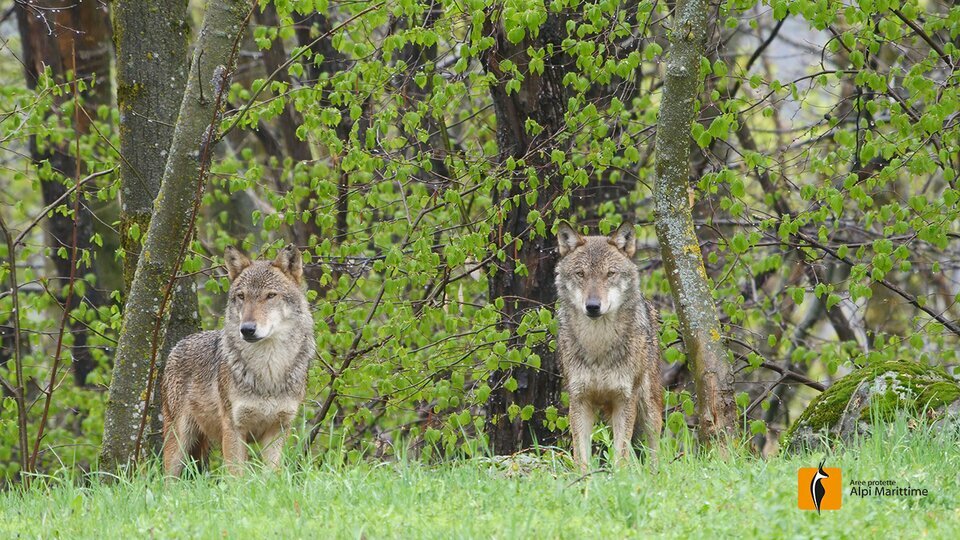 Due lupi nell'area faunistica del Centro di Entracque | A. Rivelli.