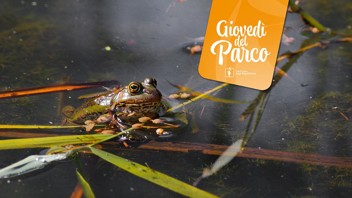 Rana verde nell'area umida nella Riserva Naturale di Crava-Morozzo | Archivio APAM, A. Maffucci