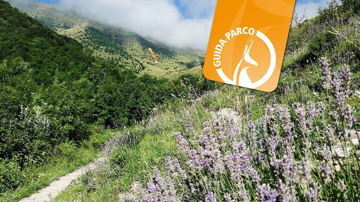 Il sentiero che attraversa il Bosco Bandito di Palanfrè | D. Dalmasso