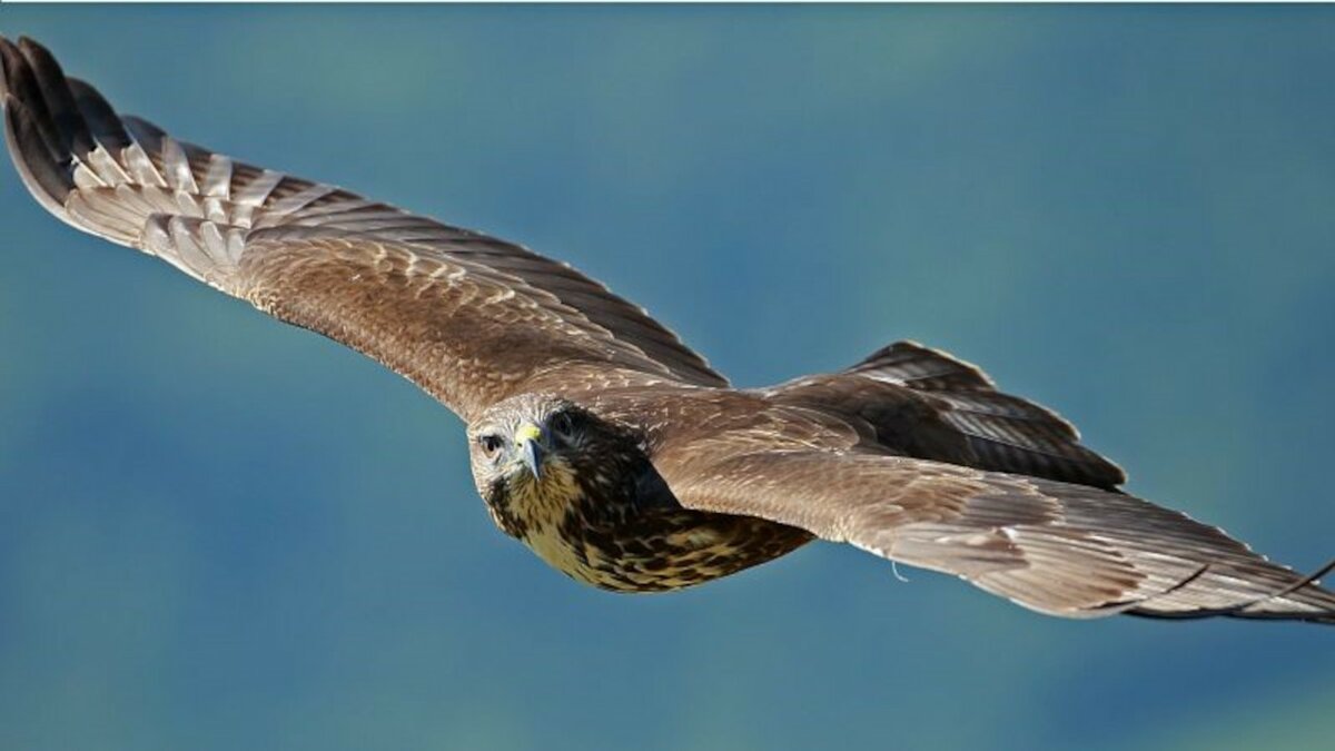 Fotografia: falco pecchiaiolo in volo | M. Giordano