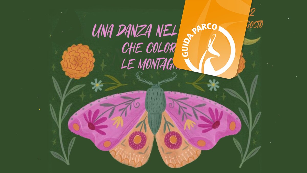 Grafica di Desirée Land