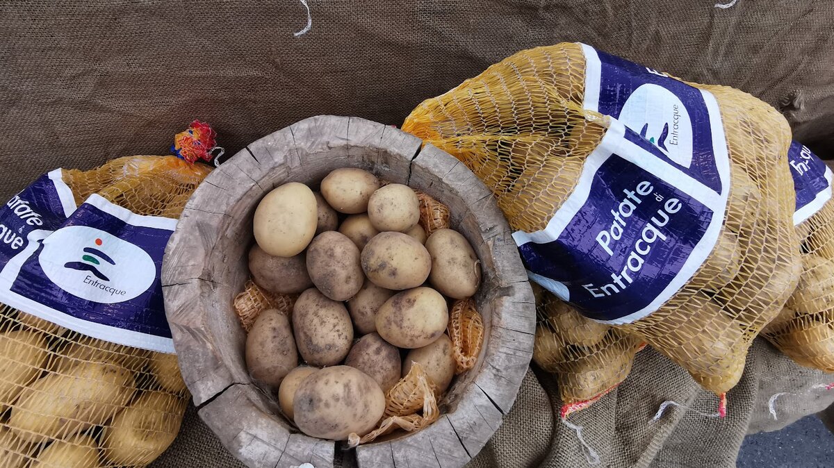 Fotografia: patate di Entracque esposte alla Fiera | G. Bernardi.