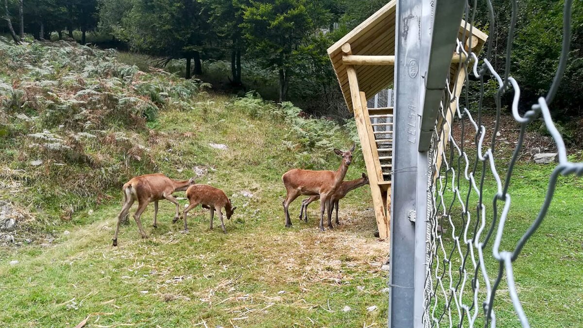 Fotografia: una delle nuove mangiatoie allestite presso il recinto faunistico del Parco Naturale Marguareis | Archivio APAM