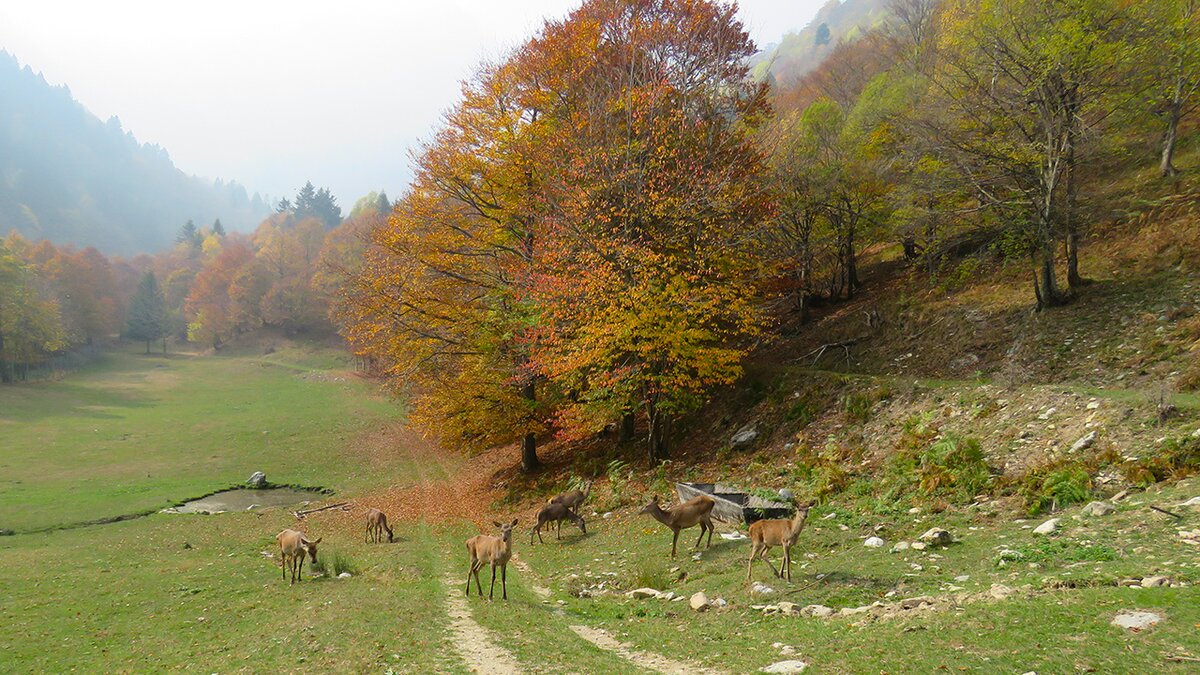 Fotografia: autunno in Valle Pesio. | A. Rivelli.