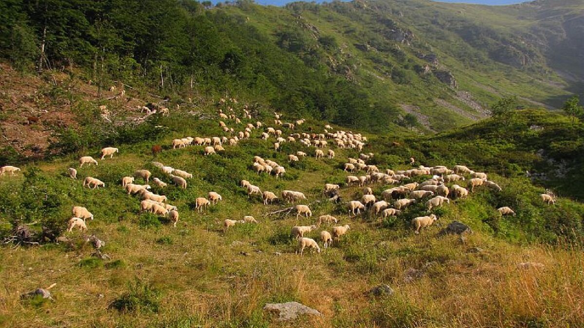 Fotografia: gregge di pecore al tramonto | E. Piacenza