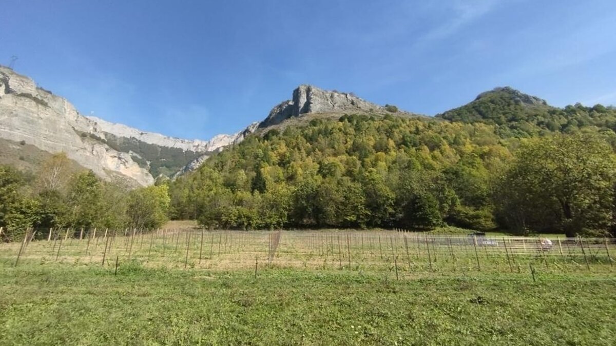 Nella fotografia: la vigna di Riesling a Tetto Violino, frazione di Entracque.