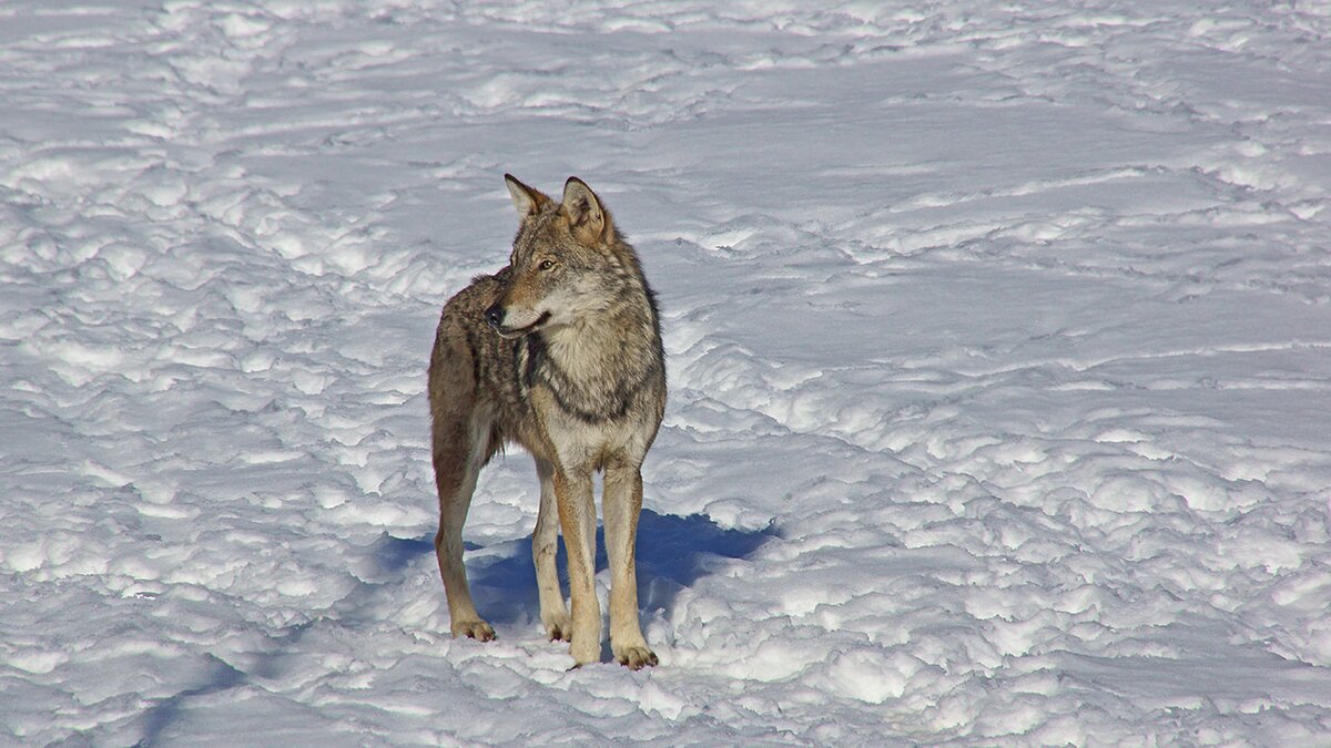 Nella fotografia: su terreno innevato un lupo ospite del Centro Uomini e Lupi di Entracque | G. Nantiat.