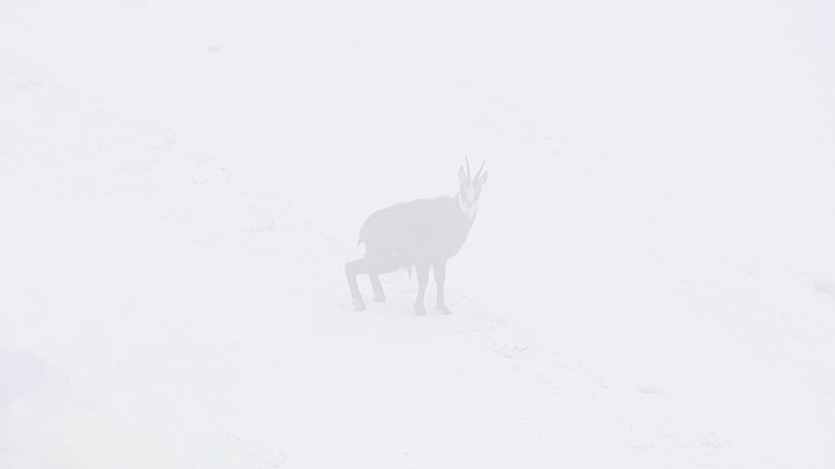 Nella fotografia un camoscio maschio nella nebbia. Franco Borgogno
