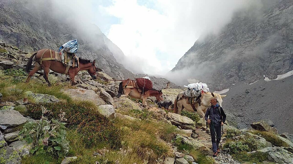 Nella fotografia: Muli sul sentiero per il Morelli durante uno dei rifornimenti al rifugio | E. Gagliano