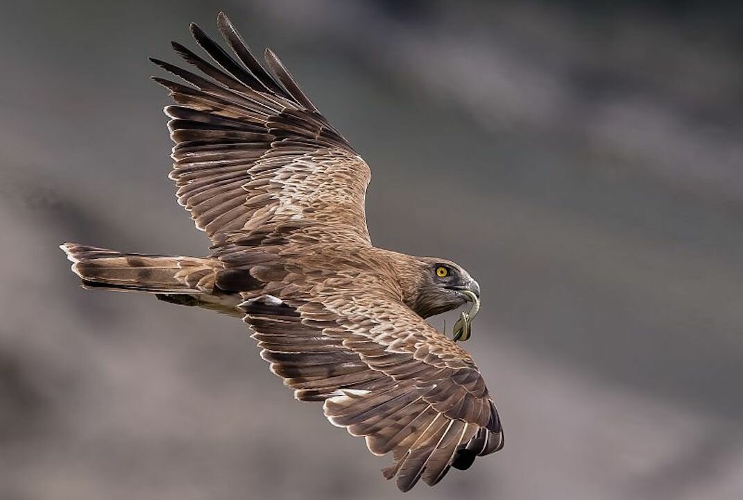Fotografia: biancone con preda | M. Giordano
