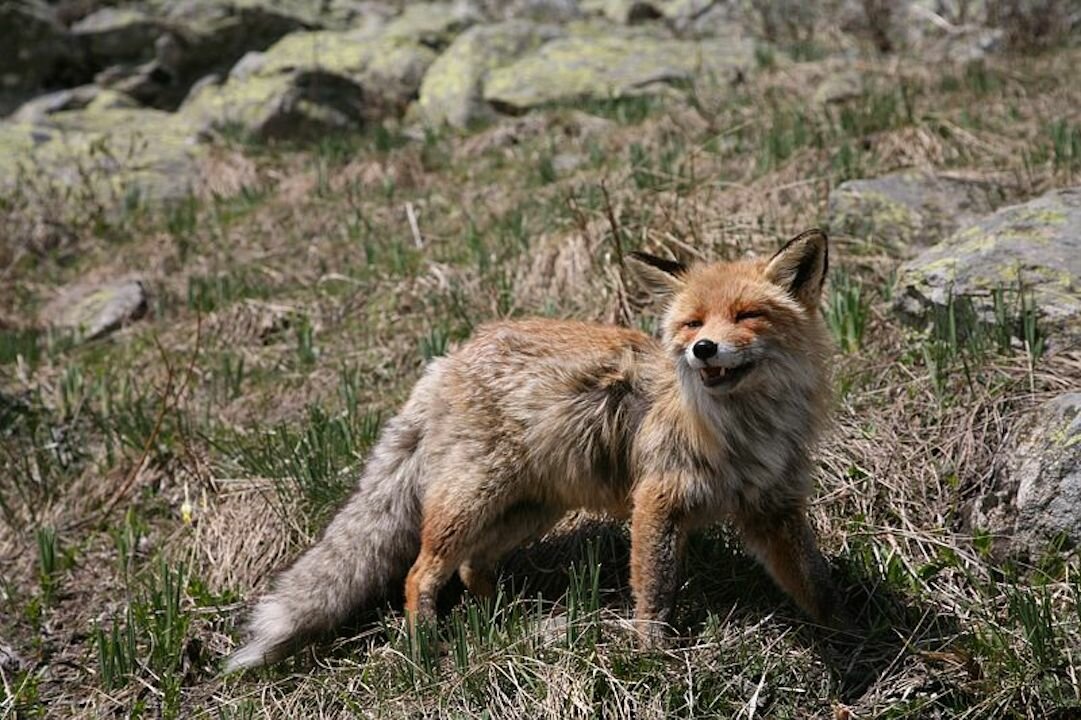 Fotografia: volpe | M. Giordano