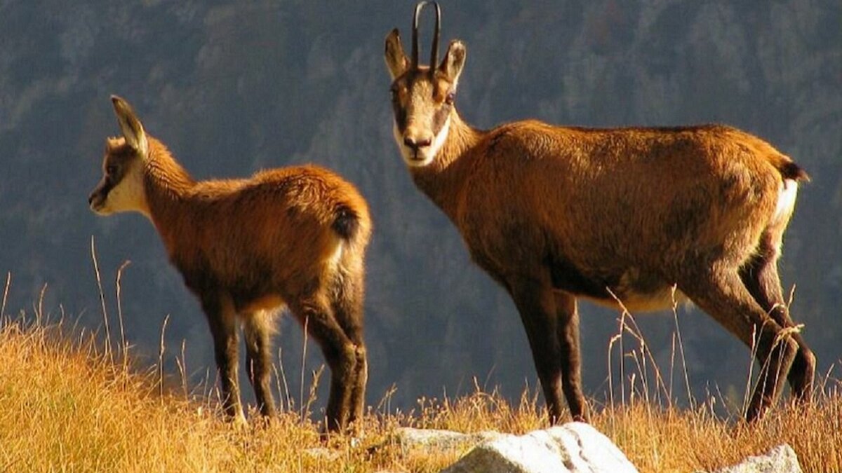 Fotografia: camosci | G. Cavagnino