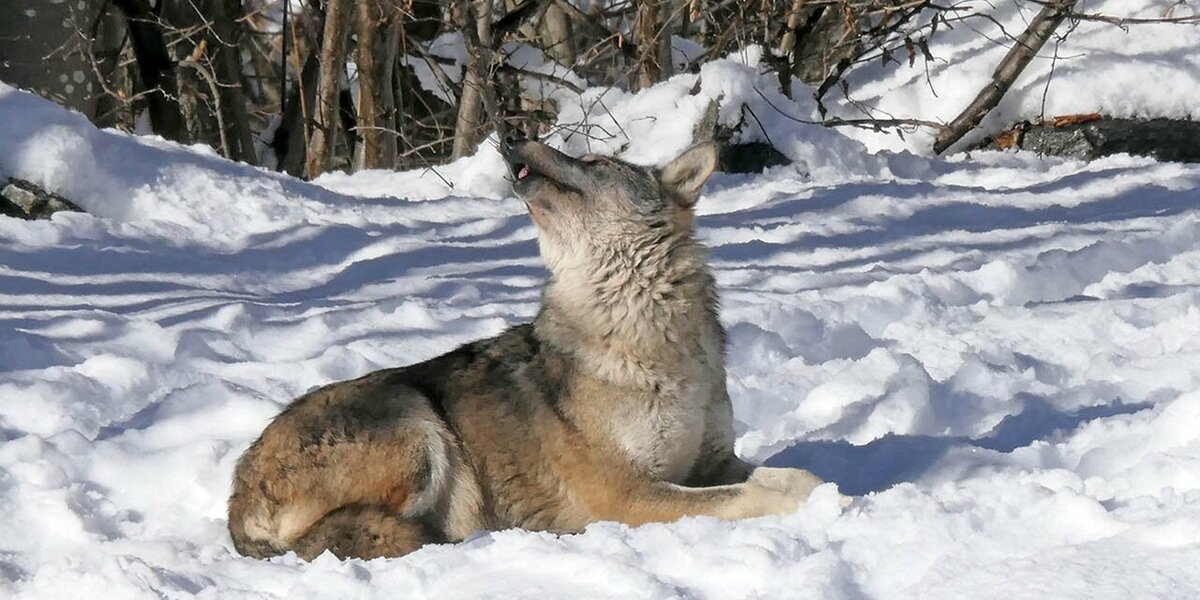 Nella foto: un lupo del Centro | A. Rivelli.