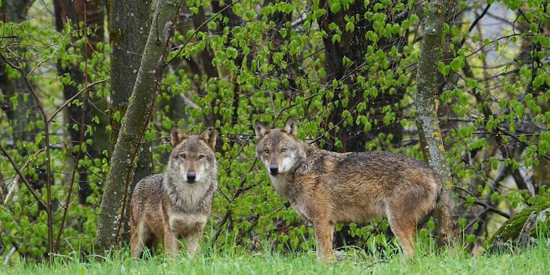 Nella fotografia: due lupi ospiti del Centro faunistico di Entracque.