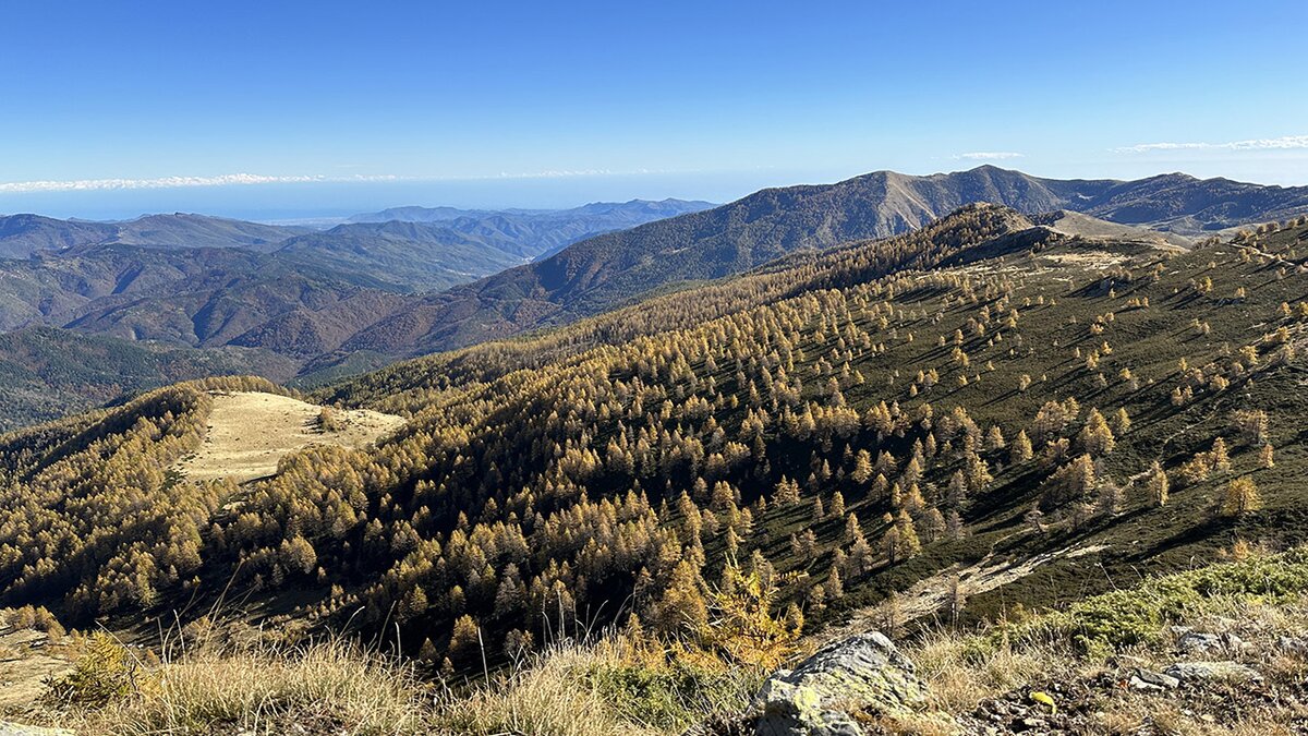 Fotografia: veduta dall'alto del Bosco delle Navette in veste autunnale. | G. Bernardi.
