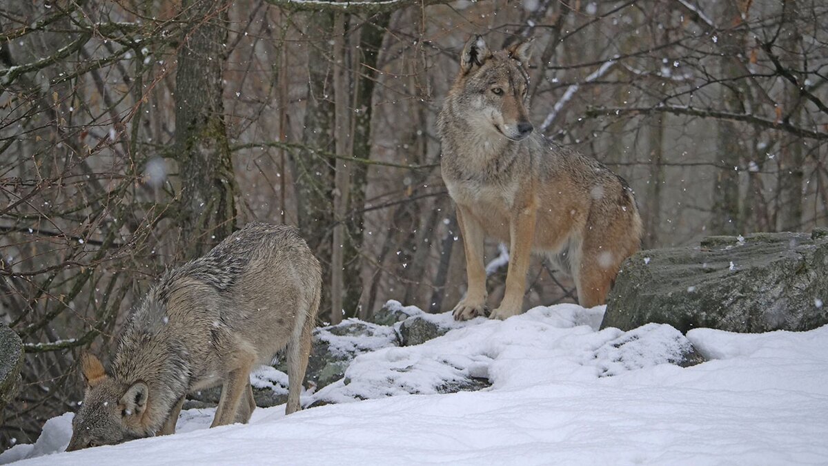 Nella fotografia: lupi ospiti del Centro nella neve | A. Rivelli