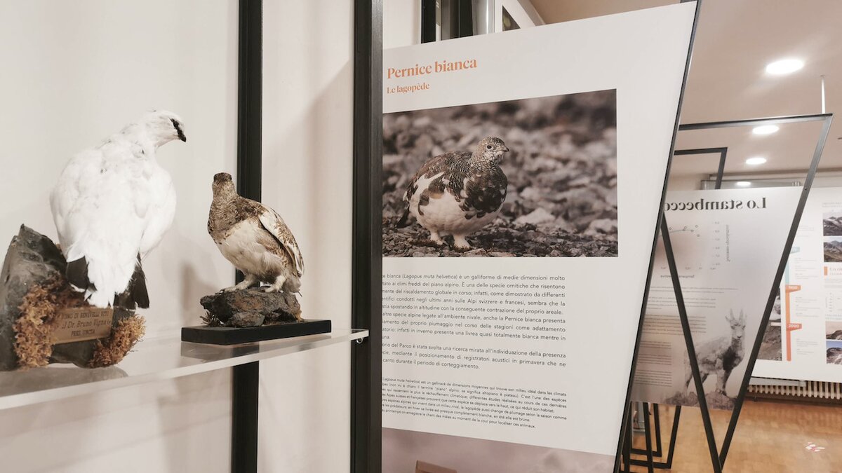 Nella fotografia: particolare della mostra Ultimi Ghiacci | G. Bernardi