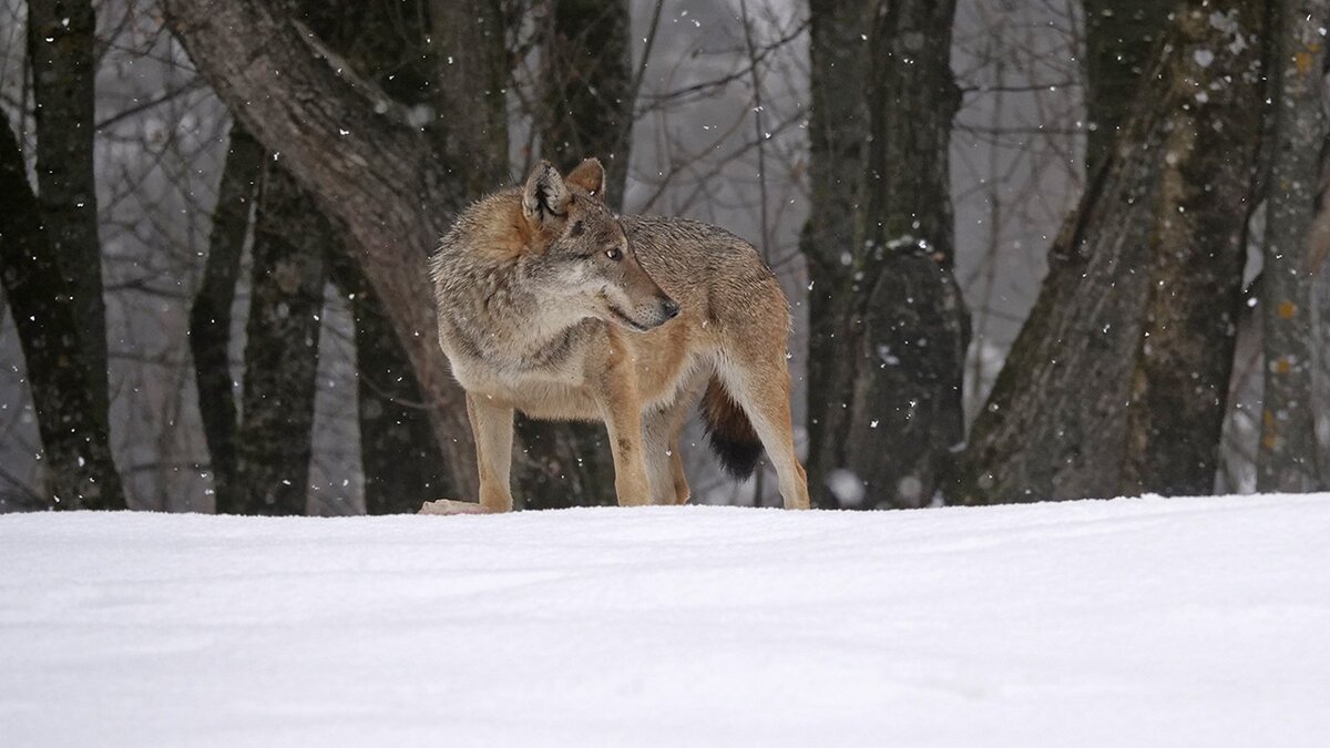 Nella foto: lupo ospite del Centro Uomini e Lupi | A. Rivelli.