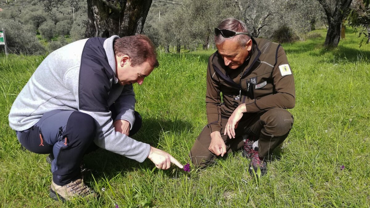 Nella foto: censimento di due Gp su un campo terrazzato con ulivi di Anacamptis morio detta anche Buffone, perché prende molteplici colori e diverse forme. | PNM.