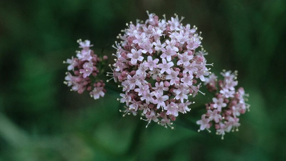Fotografia di Valeriana officinalis scattata da G. Pallavicini