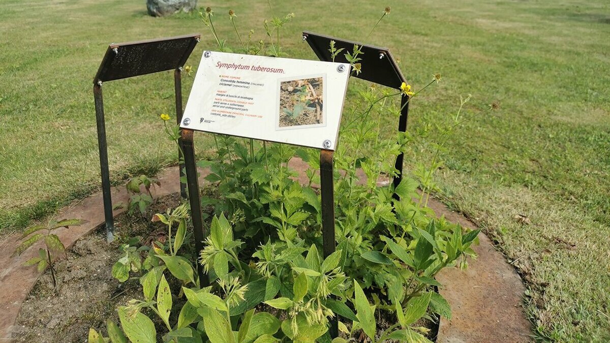 Fotografia del Giardino fitoalimurgico Oreste Mattirolo di G. Bernardi