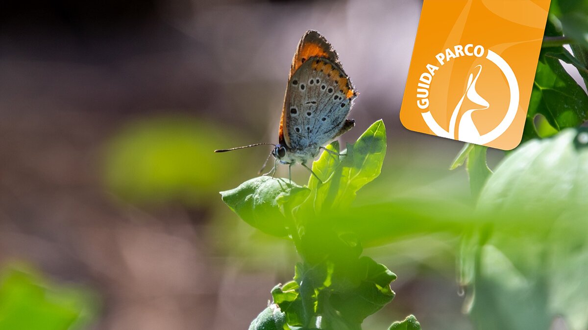 Fotografia di S. Gautero della farfalla Lycaena Dispar