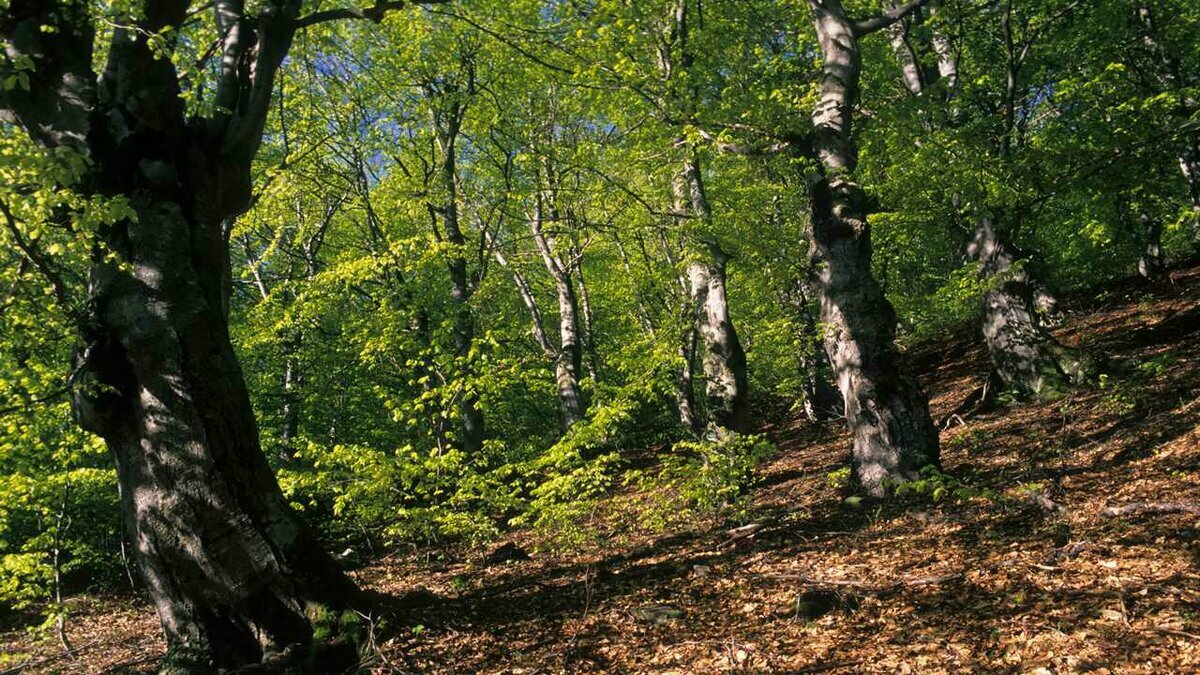 Bosco di protezione | Archivio APAM