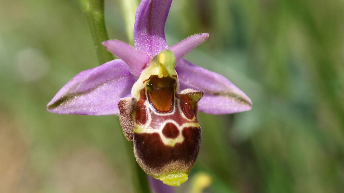 Fotografia di D. Allaria dell'orchidea Ophrys scolopax