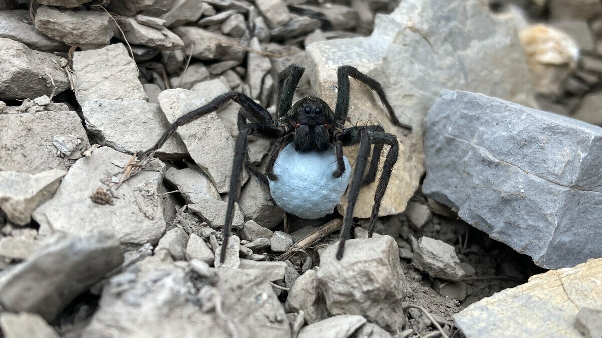 Nella fotografia: VESUBIA JUGORUM | M. ISAIA