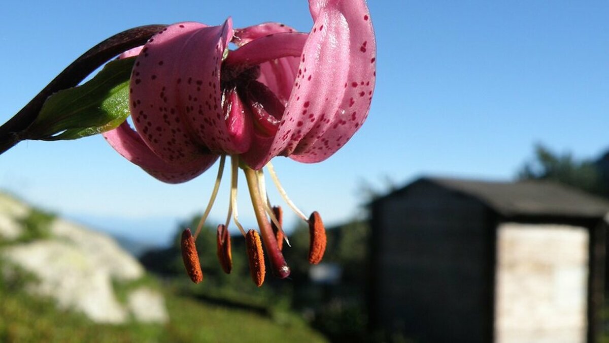 La stazione botanica alpina Clarence Bicknell al Rifugio Garelli | Archivio APAM