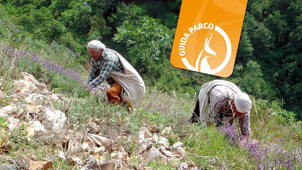 Fotografia: raccolta della lavanda spontanea ad Andonno | Archivio APAM