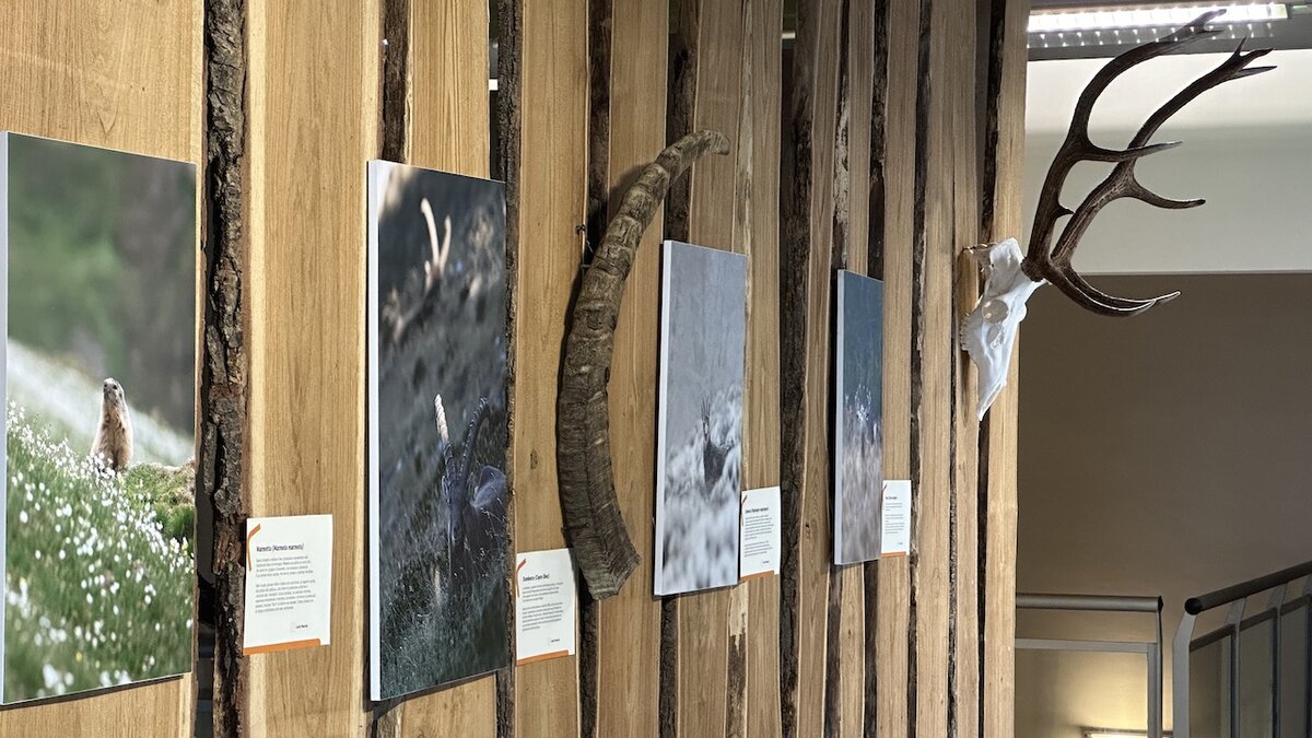 Un assaggio della mostra Animali in cerca d'autore | G. Bernardi
