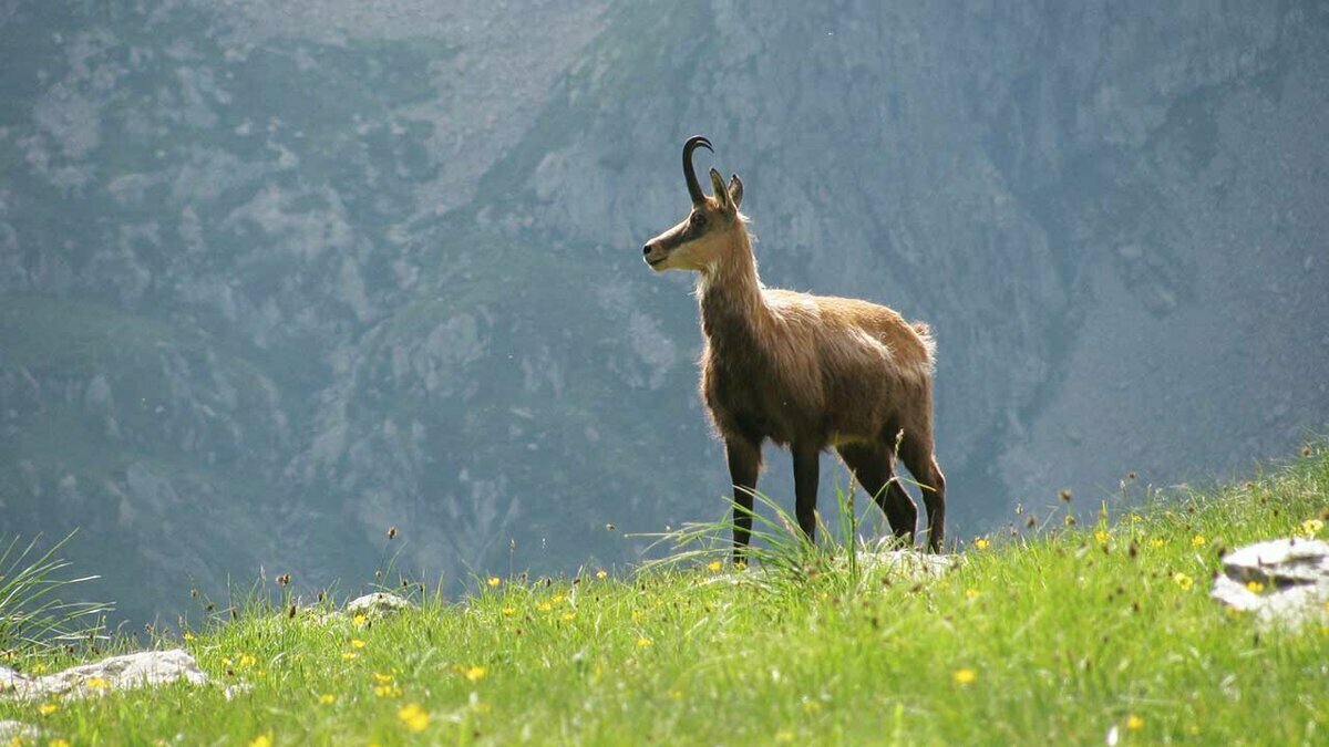 Fotografia: esemplare di camoscio | Archivio APAM
