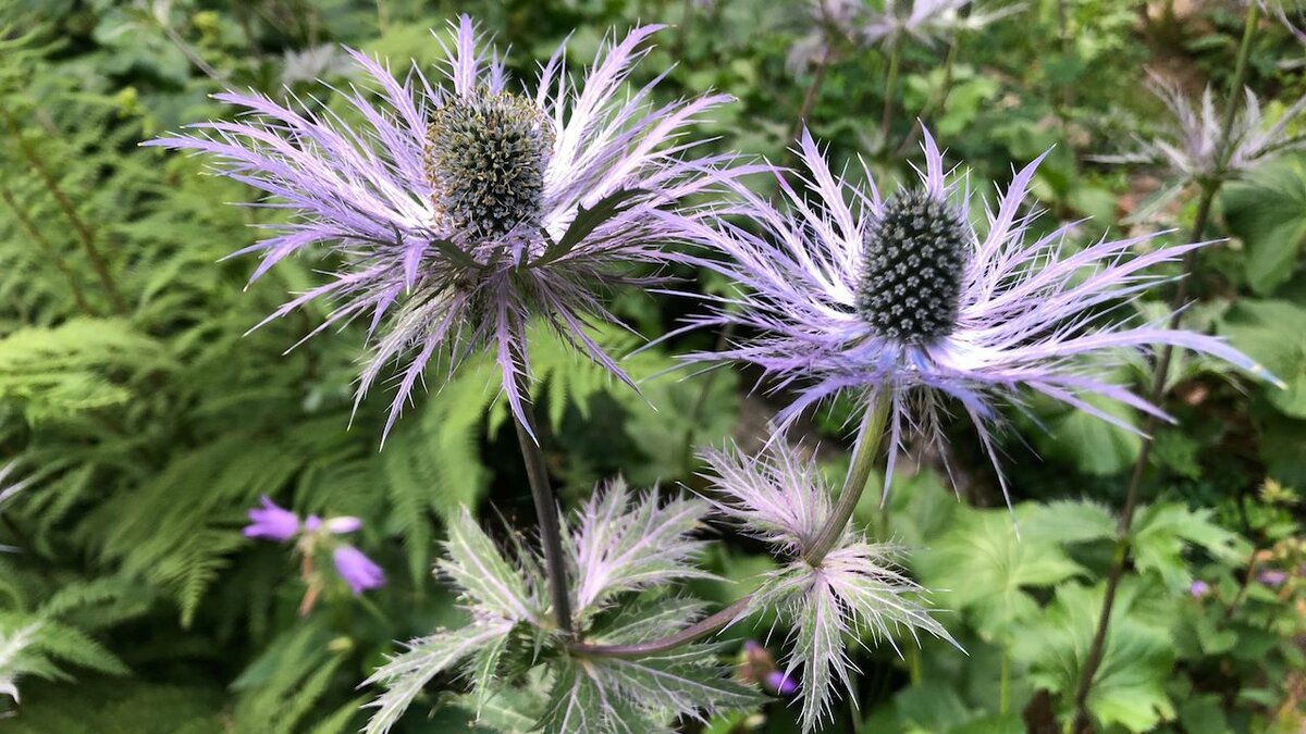 Eryngium alpinum | I. Pace