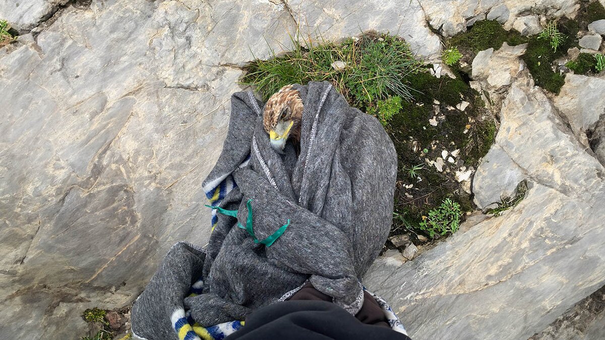 Nella fotografia: l'aquila avvolta in una coperta di lana (si vede il capo con il grande becco) prima del trasporto a valle al CRAS | Sciandra e Alifredi.