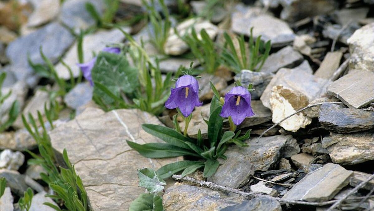 Nella fotografia due Campanula alpestris tra le rocce | G. Pallavicini