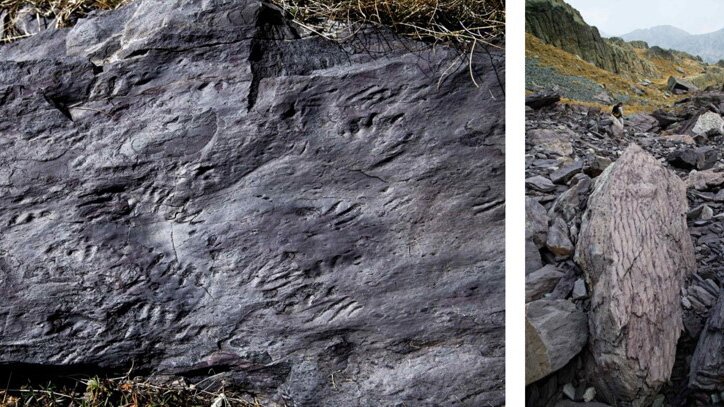 Nella fotografia: su una roccia di colore viola si vedono alcuni segni lasciati da antichi animali | Arch. Parc national du Mercantour.