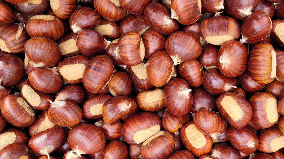 Nella foto: i marroni di Chiusa di Pesio.