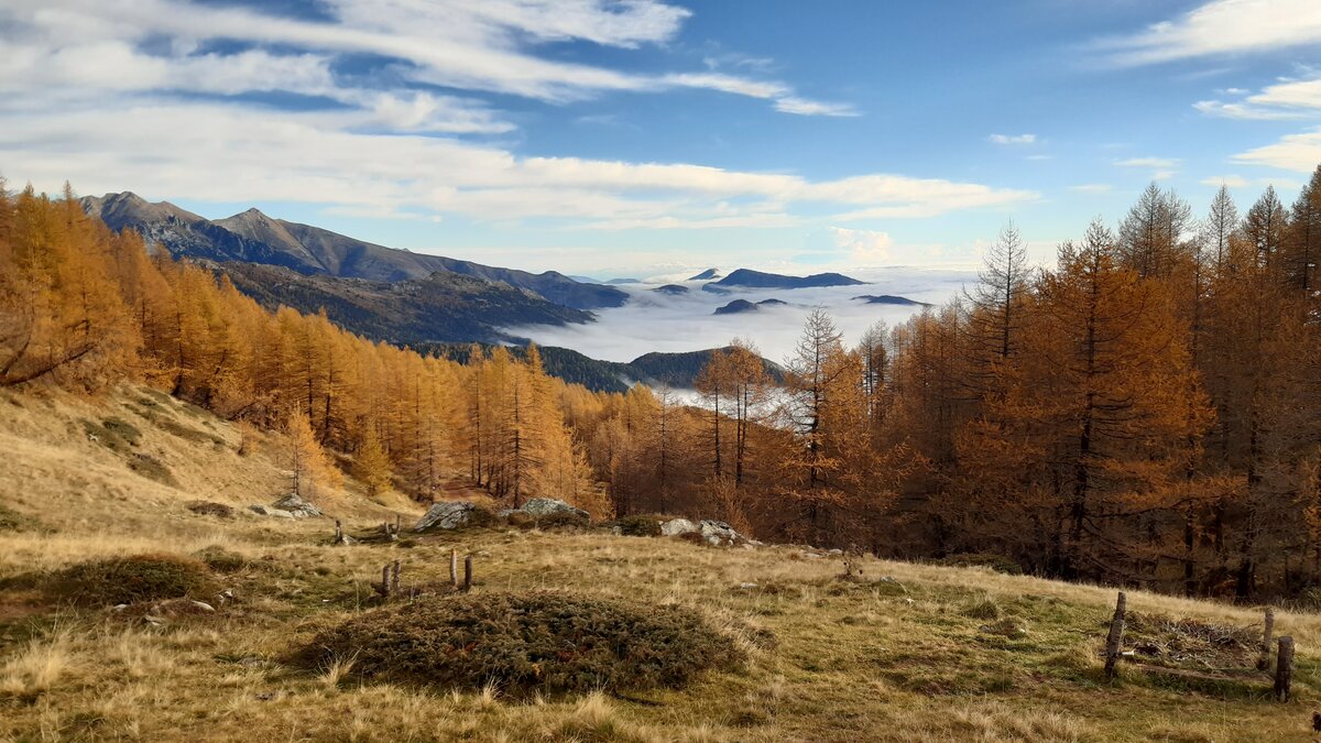 Nella fotografia; una veduta autunnale del bosco delle Navette con i larici gialli | L. Reggiani.