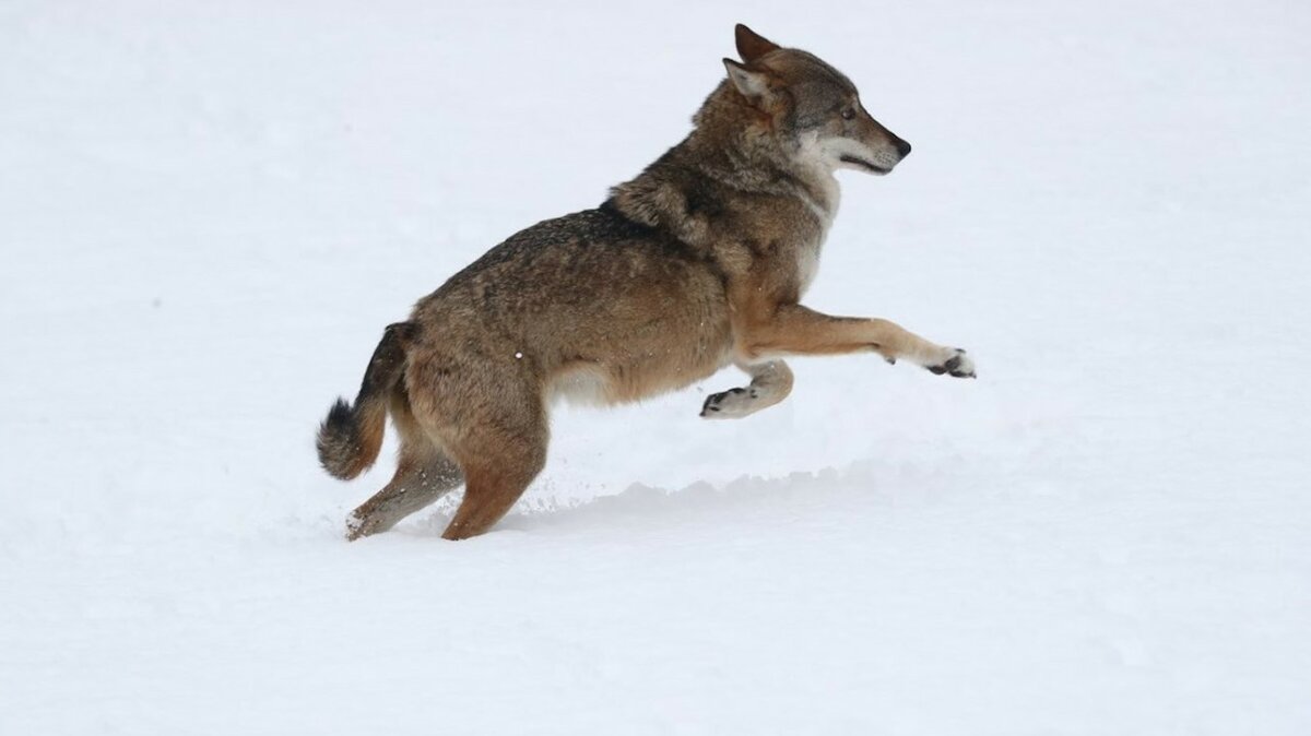 Fotografia di Michelangelo Giordano rappresentante un lupo nella neve
