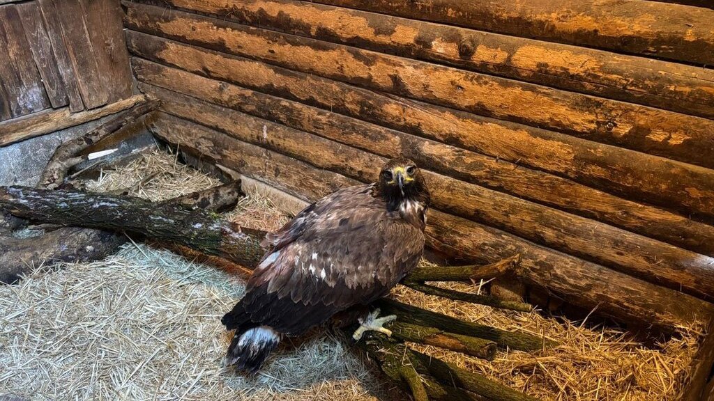 Nella fotografia si vede l'aquila all'interno di un box del Cras di Bernezzo.
