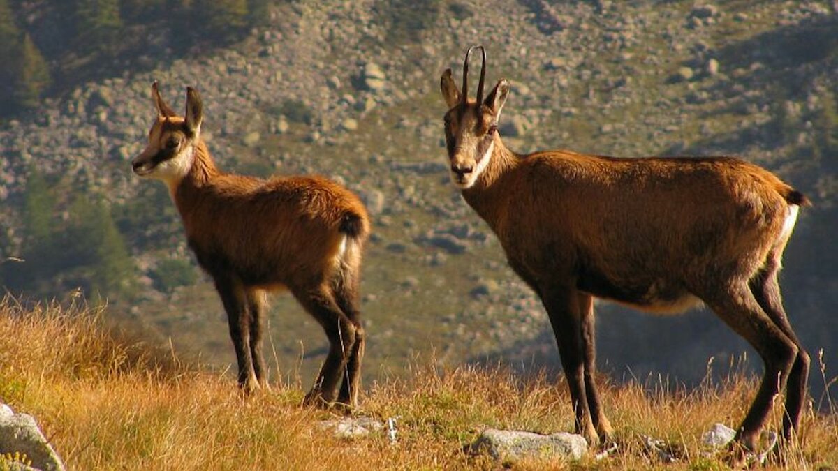 Una femmina di camoscio e il suo piccolo fotografati da Gabriella Cavagnino.