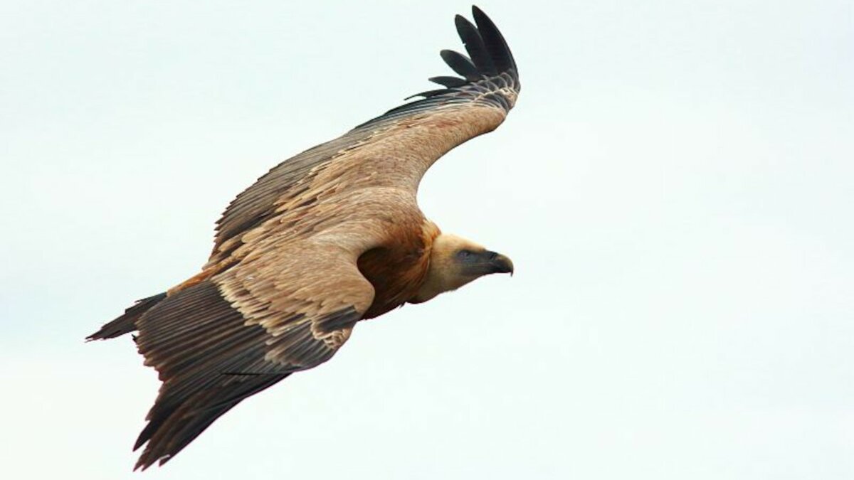 Nella foto si vede un Grifone in volo (//Gyps fulvus//) | P. Bolla